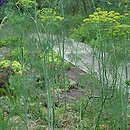Anethum graveolens (koper ogrodowy)