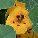 Tropaeolum majus Lady Bird