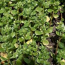 Portulaca oleracea ssp. sativa (portulaka pospolita siewna)