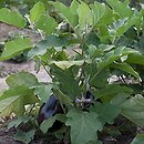 Solanum melongena (oberżyna)