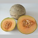 Cucumis melo (ogÃ³rek melon)