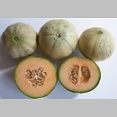 znalezisko 20130000.W167_13.13 - Cucumis melo (ogórek melon); Wrocław