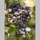 Vitis vinifera ssp. vinifera (winoroÅ›l wÅ‚aÅ›ciwa typowa)