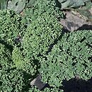 Brassica oleracea ssp. acephala var. sabellica (kapusta warzywna jarmuż)