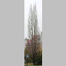 znalezisko 20141109.3.14 - Populus nigra ‘Italica’ (topola włoska); Wrocław, Muchobór Mały