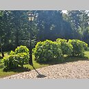 znalezisko 20210708.1.21 - Hydrangea quercifolia (hortensja dębolistna); pow. strzyżowski, Wiśniowa, park dworski