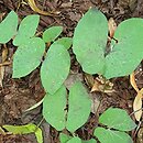 Jeffersonia diphylla (jeffersonia dwulistna)