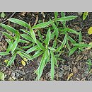 znalezisko 20210718.25.21 - Carex siderosticta (turzyca rzędowa); Ogród Botaniczny w Łodzi
