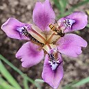 irys wideÅ‚kowaty (Iris dichotoma)