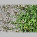 znalezisko 20210720.8.21 - Berkheya purpurea (berkeja purpurowa); Rogów