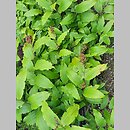 znalezisko 20210720.11.21 - Smilacina racemosa (majówka groniasta); Rogów