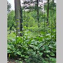 znalezisko 20210720.19.21 - Cardiocrinum giganteum (kardiokrynum olbrzymie); Arboretum Rogów