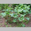 znalezisko 20210720.20.21 - Ligularia japonica (języczka japońska); Rogów