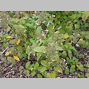 znalezisko 20210000.21.21 - Hydrangea heteromalla (hortensja miękkowłosa); Ogród Botaniczny w Kielcach