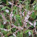 Polygonum amplexicaulis Alba