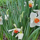 znalezisko 20220424.8.22 - Narcissus ‘Ringo’; Arboretum Wojsławice