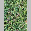 znalezisko 20220427.21.22 - Buxus sempervirens ‘Aureo-pendula’; Arboretum Wojsławice