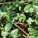 Cotoneaster ×suecicus Skogholm