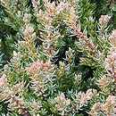 Juniperus communis Anna Maria