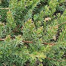 Juniperus rigida var. conferta Blue Pacific