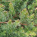 Juniperus rigida var. conferta (jaÅ‚owiec nadbrzeÅ¼ny)