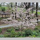 znalezisko 20220427.73.22 - Prunus subhirtella ‘Dahlem’; Arboretum Wojsławice