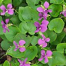 Viola sororia Rubra