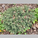 znalezisko 20220427.77.22 - Picea pungens ‘Sonia’ (świerk kłujący ‘Sonia’); Arboretum Wojsławice