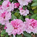 Rhododendron Aprilleuchten