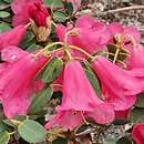 Rhododendron callimorphum