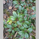 znalezisko 20220428.24.22 - Rhododendron-Azalea ‘Antje’; Arboretum Wojsławice