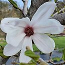 Magnolia kobus Rogów