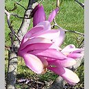 znalezisko 20220428.48.22 - Magnolia ‘Ann’; Arboretum Wojsławice
