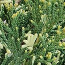 Juniperus Ã—pfitzeriana Izabelin