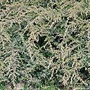 Juniperus communis Effusa