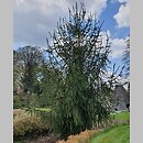 znalezisko 20220428.97.22 - Picea abies ‘Virgata’; Arboretum Wojsławice