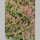 znalezisko 20220430.4.22 - Daphne cneorum (wawrzynek główkowy); Arboretum Leśne w Stradomii