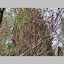 znalezisko 20220430.5.22 - Cercis canadensis (judaszowiec amerykański); Arboretum Leśne w Stradomii