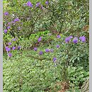 znalezisko 20220506.192.22 - Rhododendron russatum (różanecznik czerwieniejący); Arboretum Wojsławice