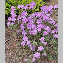 znalezisko 20220506.194.22 - Rhododendron impeditum (różanecznik gęsty); Arboretum Wojsławice