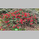znalezisko 20220506.197.22 - Rhododendron repens ‘Baden-Baden’; Arboretum Wojsławice