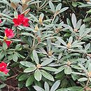 Rhododendron Majo Manju