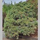 znalezisko 20220506.201.22 - Pinus sylvestris ‘Watereri’; Arboretum Wojsławice