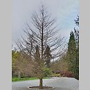 znalezisko 20220506.217.22 - Taxodium distichum (cypryśnik błotny); Arboretum Wojsławice