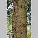 znalezisko 20220506.220.22 - Pinus koraiensis (sosna koreańska); Arboretum Wojsławice