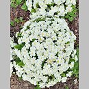 znalezisko 20220506.118.22 - Primula vulgaris ‘Alba Plena’; Arboretum Wojsławice