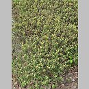 znalezisko 20220506.119.22 - Rhododendron groenlandicum (bagno grenlandzkie); Arboretum Wojsławice