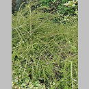 znalezisko 20220506.122.22 - Cotoneaster horizontalis var. perpusillus (irga karłowata); Arboretum Wojsławice