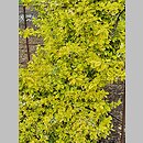 znalezisko 20220506.123.22 - Euonymus fortunei ‘Emerald'n Gold’; Arboretum Wojsławice