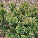 Pinus mugo Walaszczyk